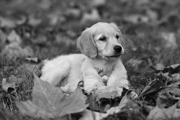 Elevate uk biodiversity: discover the joys of cultivating your personal butterfly haven