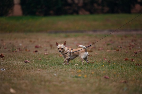 Transforming feline lives: effective techniques to reduce anxiety and enhance sensory comfort for your cat