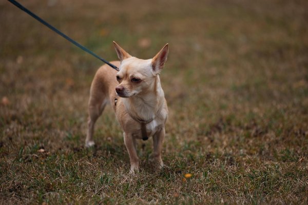 Essential tips to enhance your german shepherd"s hind leg power and performance